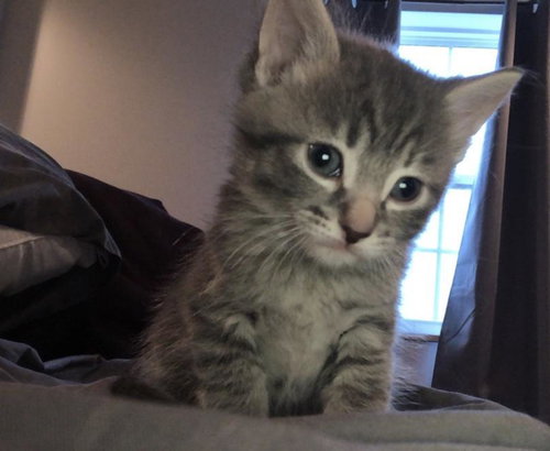 C69 Litter-Bluejay - ADOPTED