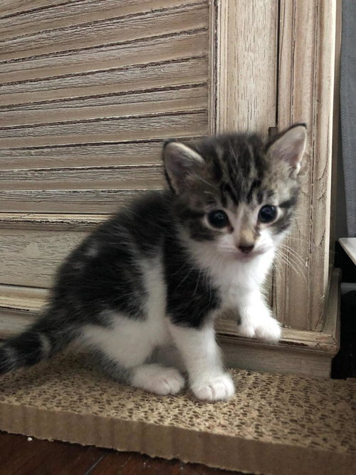 C69 Litter-Chickadee - ADOPTED