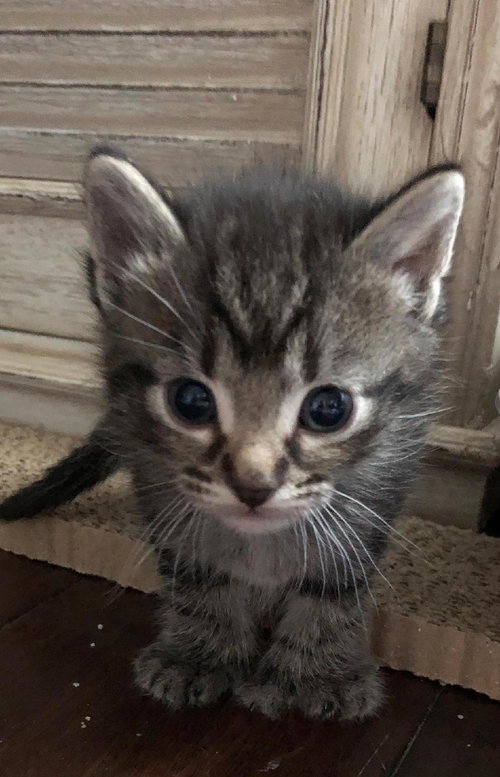 C69 Litter-Lark - ADOPTED