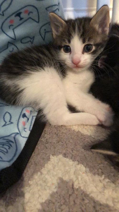 C69 Litter-Robin - ADOPTED