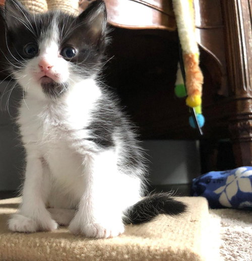 C69 Litter-Sparrow - ADOPTED