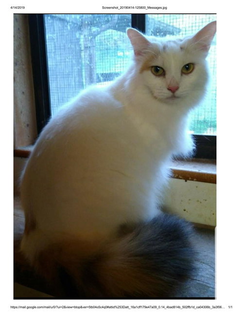 Chantilly - ADOPTED