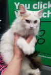 Chantilly - ADOPTED