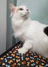 Chantilly - ADOPTED