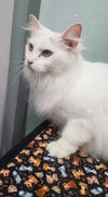 Chantilly - ADOPTED