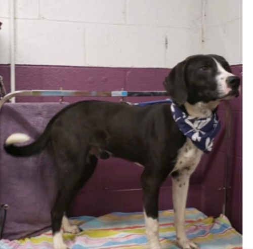 Tyler - ADOPTED