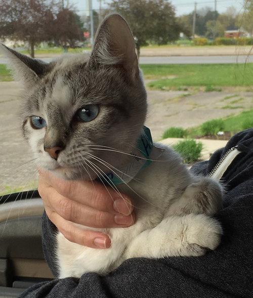 C72 Litter-Natasha, mom - ADOPTED