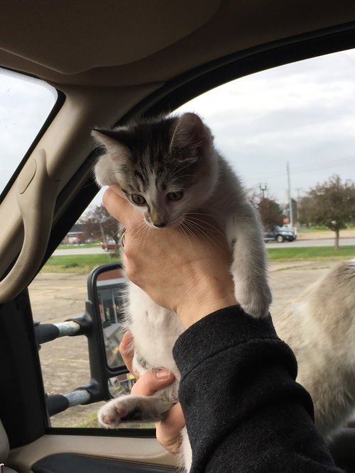 C72 Litter-Pumpkin - ADOPTED