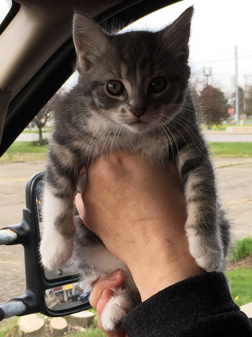 C72 Litter-Socks - ADOPTED