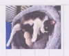 C79 Litter-Sweet Sarah, mom