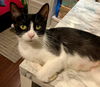 C79 Litter-Sweet Sarah, mom