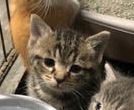 C73 Litter-Gilligan - ADOPTED