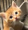C73 Litter-Gulliver - ADOPTED