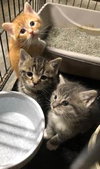 C73 Litter-Gus - ADOPTED