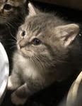 C73 Litter-Gus - ADOPTED