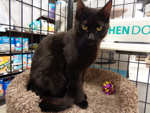 Cadbury - ADOPTED