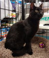Cadbury - ADOPTED