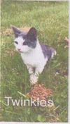 Twinkles - ADOPTED