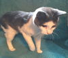 Twinkles - ADOPTED