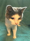 Twinkles - ADOPTED