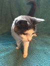 Twinkles - ADOPTED