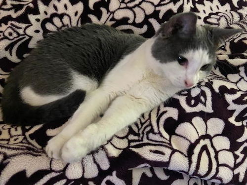 Twinkles - ADOPTED