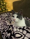 Twinkles - ADOPTED