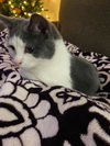 Twinkles - ADOPTED