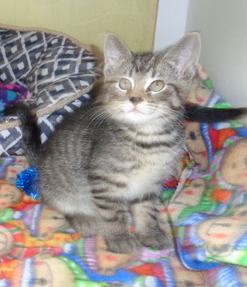 C75 Litter-Benji