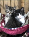 C75 Litter-Benji