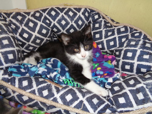 C75 Litter-Shiloh - ADOPTED