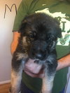 D65 Litter-Monkey - ADOPTED