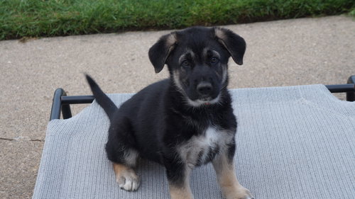D65 Litter-Monkey - ADOPTED