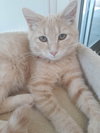 C76 Litter-Taffy - ADOPTED