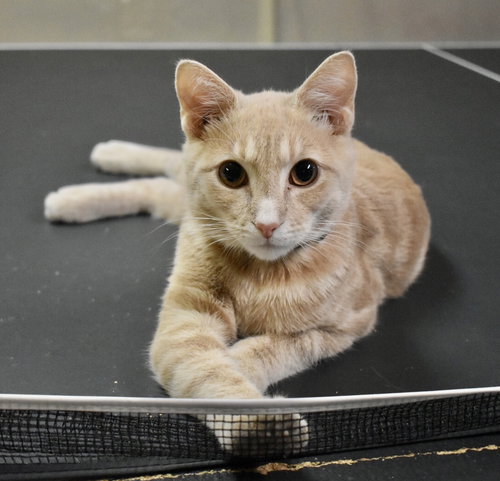 C76 Litter-Taffy - ADOPTED