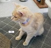 C76 Litter-Taffy - ADOPTED