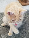 C76 Litter-Taffy - ADOPTED