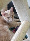 C76 Litter-Taffy - ADOPTED