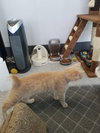 C76 Litter-Taffy - ADOPTED