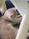 C76 Litter-Taffy - ADOPTED