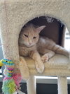 C76 Litter-Taffy - ADOPTED