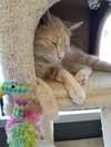 C76 Litter-Taffy - ADOPTED
