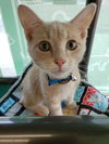 C76 Litter-Rory - ADOPTED