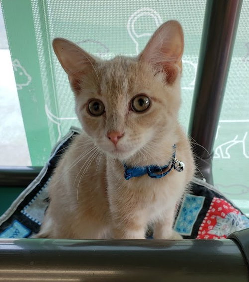 C76 Litter-Rory - ADOPTED