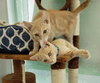 C76 Litter-Rory - ADOPTED