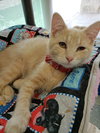 C76 Litter-Robbie - ADOPTED