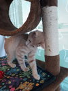 C76 Litter-Robbie - ADOPTED