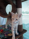 C76 Litter-Robbie - ADOPTED