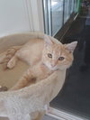 C76 Litter-Robbie - ADOPTED
