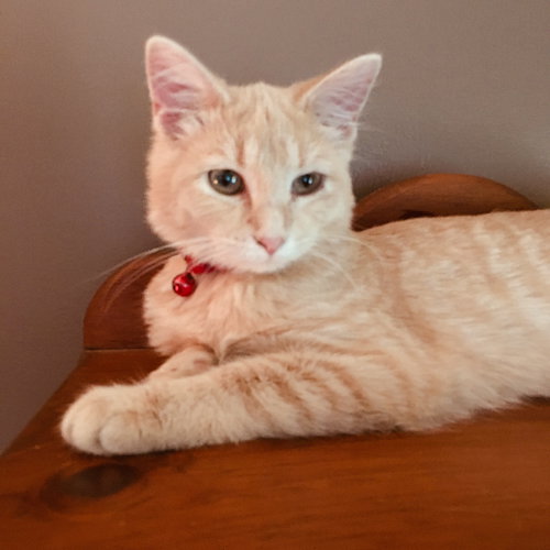C76 Litter-Robbie - ADOPTED